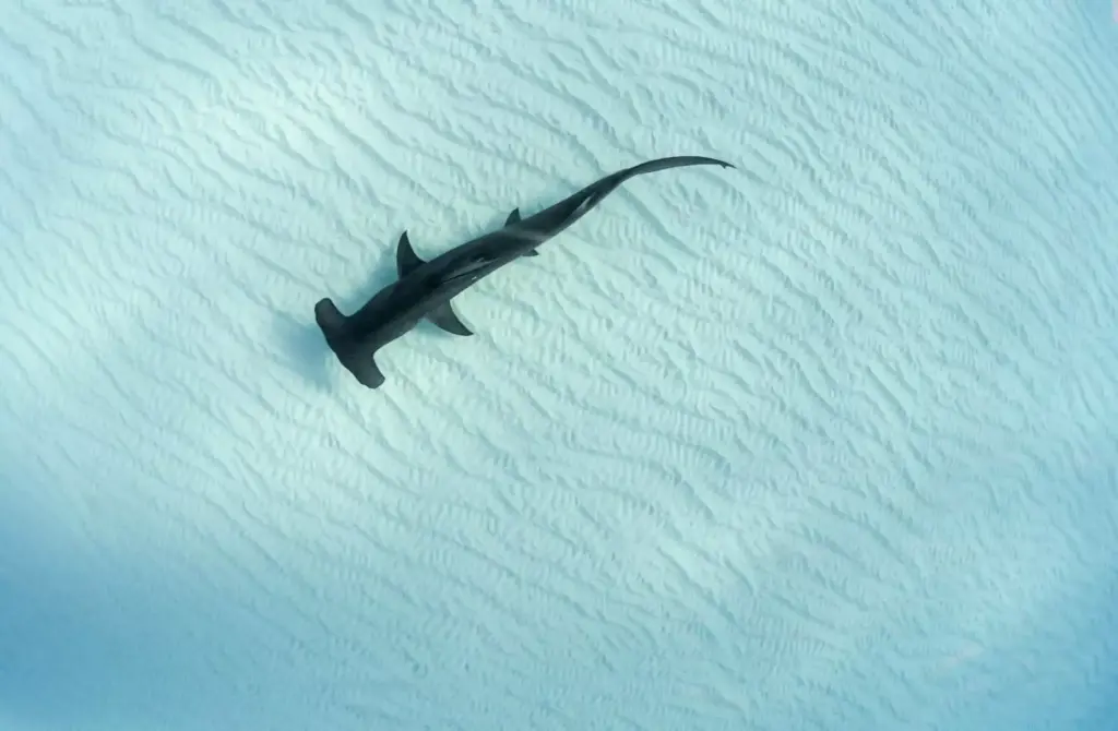 wellenreiten-haie-Verhaltensweisen